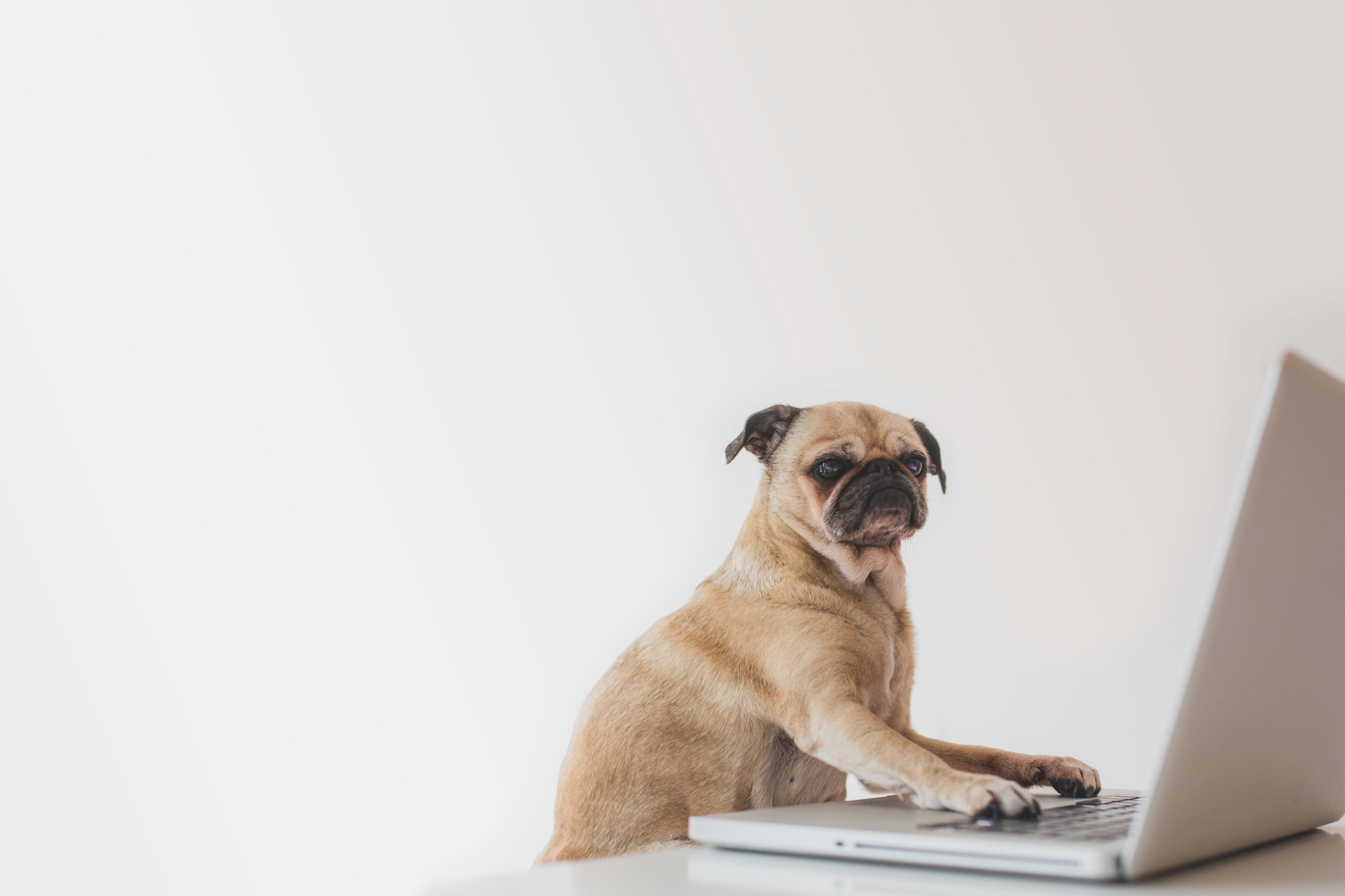 Image of pug dog typing on a laptop 