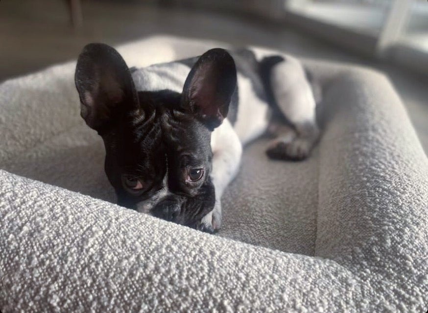 Memory Foam Dog Bed in Bouclé-2